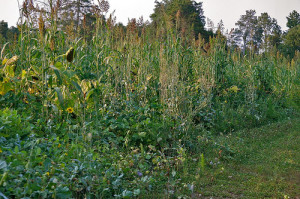 Whitetail Deer Food Plots and Dove Fields