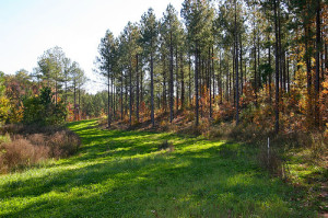 Whitetail Deer Food Plots and Dove Fields