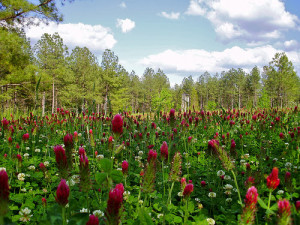 Whitetail Deer Food Plots and Dove Fields